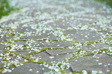 Fototapeta premium Closeup of a stone road with green grass and fallen cherry petals