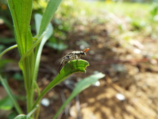 ヒゲブトハナムグリ japanese beetle