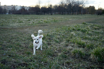 Dog running