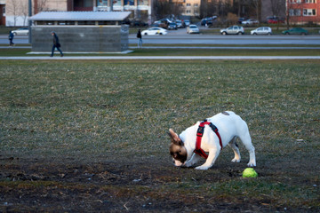 Dog playing with ball