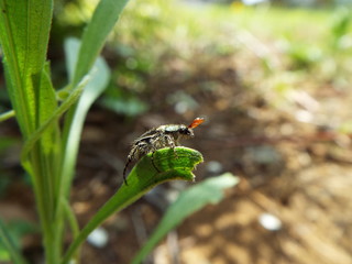 ヒゲブトハナムグリ japanese beetle