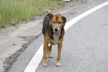 Blind dog on the road