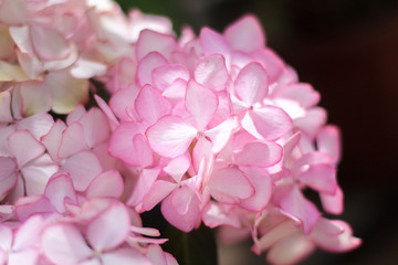 Pink colored flowers，Hydrangea macrophylla，Forever Summer，Endless Summer