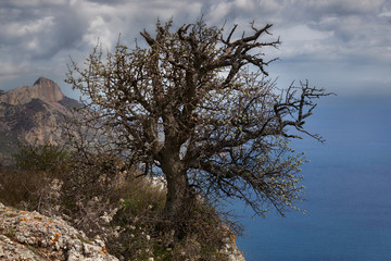 Fototapeta na wymiar An isolated tree in bloom on the brink of a cliff at Cape Ay-ya, Crimea