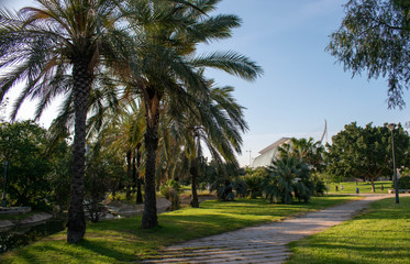 Fototapeta na wymiar Palms, bush with green grass and water