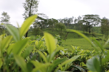 Tea State in Sri lanka