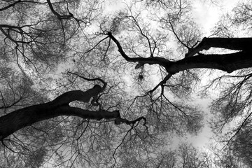 arbre branchage ciel