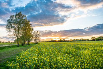 Sunset rapeseed field