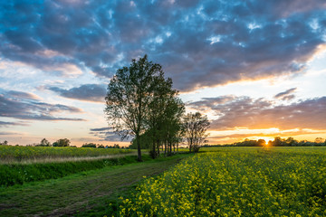 Sunset field Sunflare