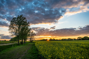 Sunset over rape seed field