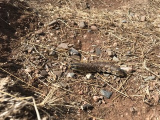 Oruga marrón paseando