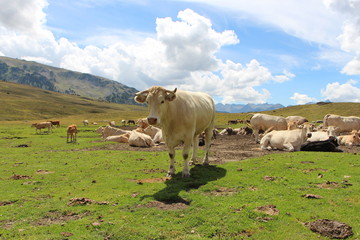 Fototapeta premium Vacas pastando en alta montaña