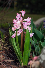 Fototapeta premium A pink hyacinth flower bloomed in the garden. Beautiful spring flowers.