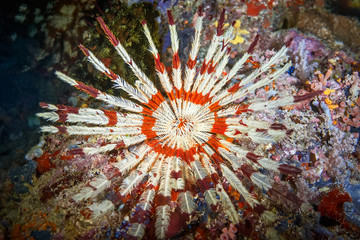 A colorful sea Lily clung to the coral and opened its feathers.