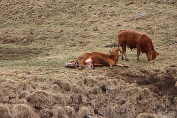 Vaca pariendo un ternero