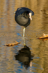 Coot bird with a balancing act on one leg in the water