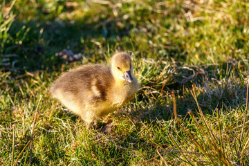 Adorable goose gosling on the ground