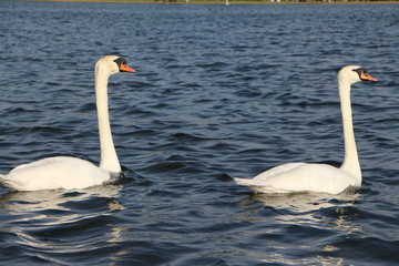 Pareja de cisnes