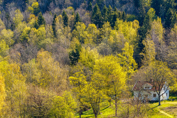 Obraz premium Cottage in a beautiful green spring forest