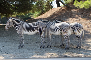 Fototapeta na wymiar Efecto zebra