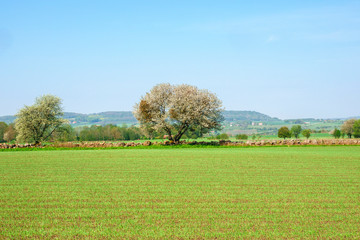 Naklejka na ściany i meble Flowering fruit tree at a field in the countryside