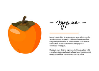 Bright vector illustration of whole persimmon. Fresh cartoon fruit design template for article or recipe with hand lettering. Inscription in Russian persimmon.
