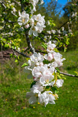 Flowering fruit trees branch with white flowers