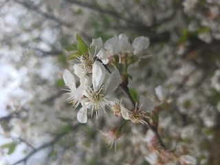 Flowering tree, macro photography