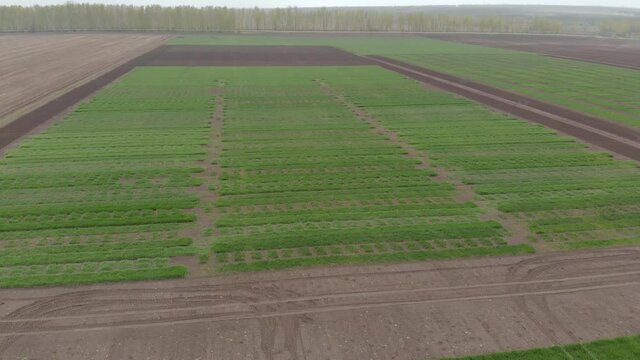 Winter wheat selection field divided into small areas for experiments