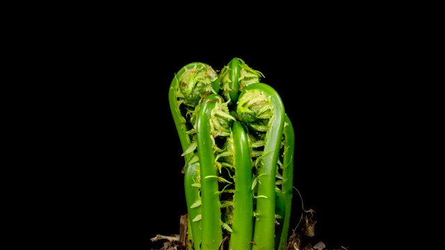 A timelapse of the fern blossoms (Polypodiophyta). A close up of the polypodiophyta isolated on black.