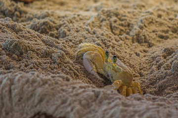 The Atlantic ghost crab (Ocypode quadrata) also known as sand or beach crab peeps carefully from its deep sandy hole. The Atlantic ghost crab lives in burrows in sand above the strandline.