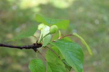 branch of a cherry, after the rain