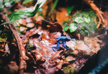 Poison Dart Frog in Vivarium