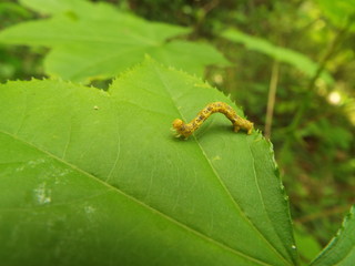 イモムシ larva