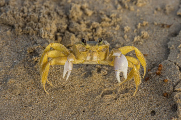 The Atlantic ghost crab (Ocypode quadrata) also known as sand or beach crab on the beach of Margarita Islands (Venezuela). The Atlantic ghost crab lives in burrows in sand above the strandline.