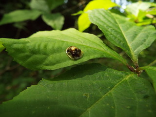 カメノコハムシ leafbug