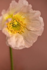 Makroaufnahme einer zarten Mohnblume, Klatschmohn.