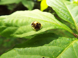 カメノコハムシ leafbug