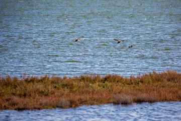 Lake Vistonida near Porto Lagos, Northern Greece, couple of ducks flying away over the water, shallow focus depth of field