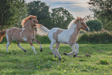 Beautiful Island horse foal and mother