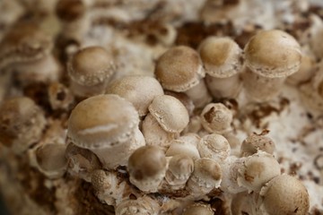 Shiitakepilze Fertigkultur (Lentinula edodes)