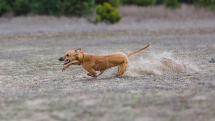 Coursing. Whippet dog running in the field