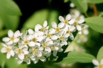 Obraz na płótnie Canvas blooming sprig of white cherry close-up on a Sunny day