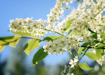 blooming sprig of white cherry close-up on a Sunny day