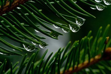 Fototapeta krople deszczu na zielonych igłach świerku, makro obraz