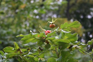 dog-rose, briar, canker-rose, garden