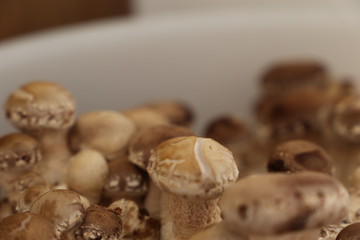 Shiitakepilze Fertigkultur (Lentinula edodes)