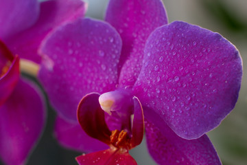 Close up view of beautiful orchid flowers in bright violet color. Phalaenopsis orchid cultivation at home.Blooming Phalaenopsis flower with water drops on petals