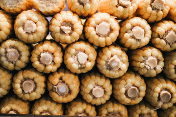 Close up a lot of organic fresh homemade boiled and roasted corn is famous street food.Street...