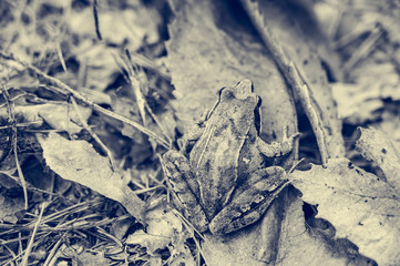 Brown forest frog sitting and posing on fallen leaves.